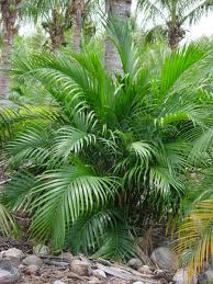 شامادورا - نخل گربه